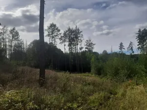 Prodej podílu lesa, Bohuslavice, 11442 m2