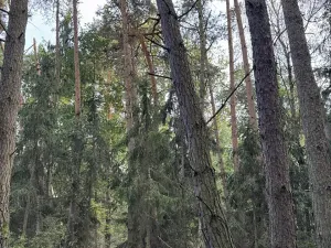 Prodej rybníku, Vráž, 3145 m2