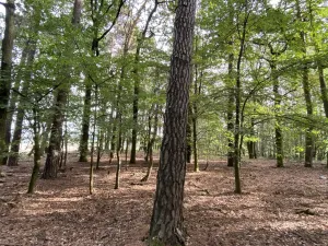 Prodej lesa, Ostřetín - Vysoká u Holic, 5528 m2