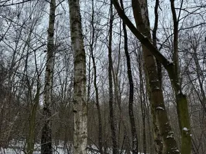 Prodej lesa, Kralupy nad Vltavou, 3462 m2