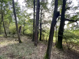 Prodej lesa, Ostřetín - Vysoká u Holic, 869 m2