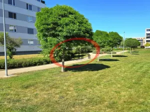 Pronájem bytu 2+kk, Praha, Jurkovičova, 58 m2