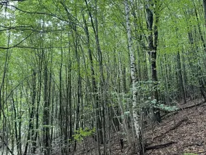 Prodej louky, Vizovice, 40200 m2