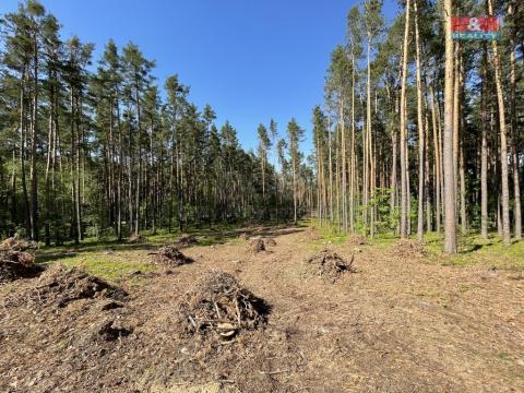 Prodej lesa, Boršov nad Vltavou, 4511 m2