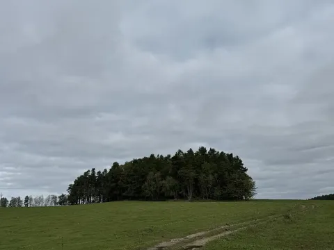 Prodej lesa, Slavče, 5185 m2