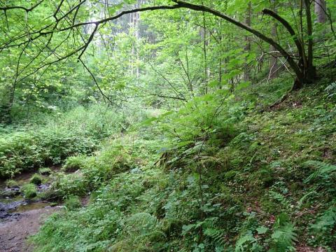 Prodej lesa, Dražice, 1474 m2