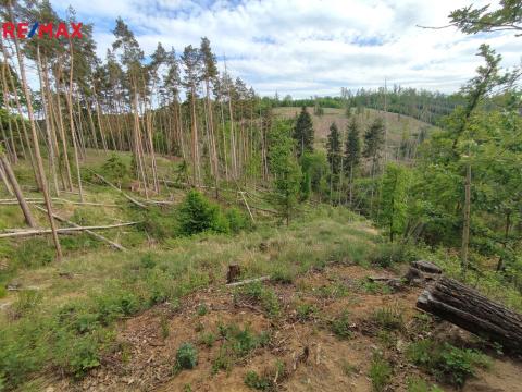 Prodej lesa, Číměř, 1493 m2