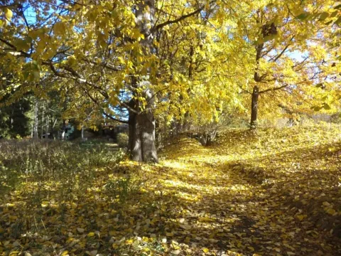 Dražba lesa, Římov, 2102 m2