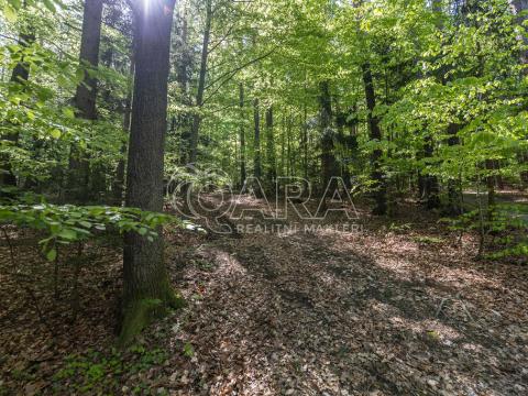 Prodej lesa, Brloh, 28851 m2