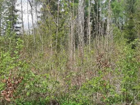Prodej lesa, Frýdlant nad Ostravicí, 648 m2