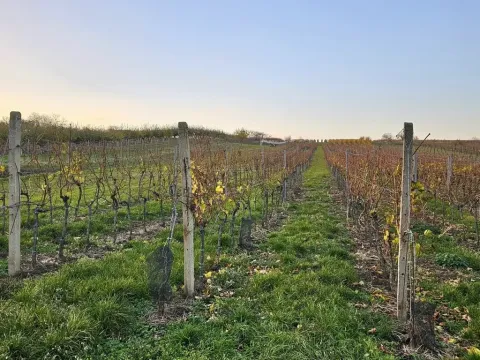 Prodej pozemku pro bydlení, Starý Poddvorov, 800 m2