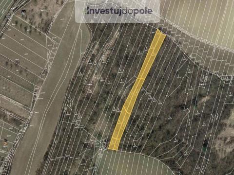 Prodej lesa, Bučovice - Vícemilice, 3433 m2