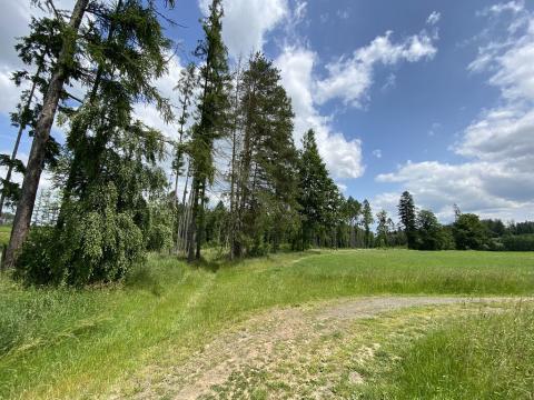 Prodej lesa, Pravonín, 12439 m2