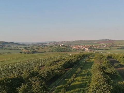 Prodej sadu/vinice, Lednice, 1200 m2