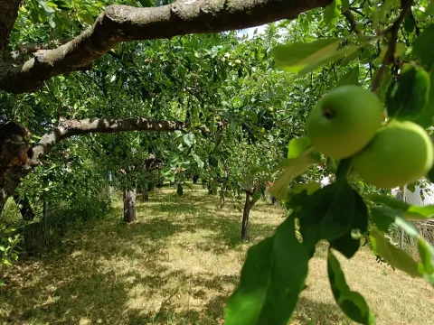 Prodej zahrady, Šumice, 781 m2