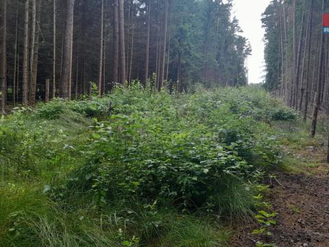 Prodej lesa, Bernartice - Zběšice, 3179 m2