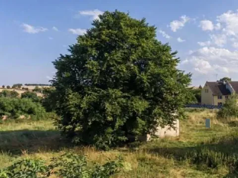 Dražba pozemku pro bydlení, Výšovice, 5979 m2