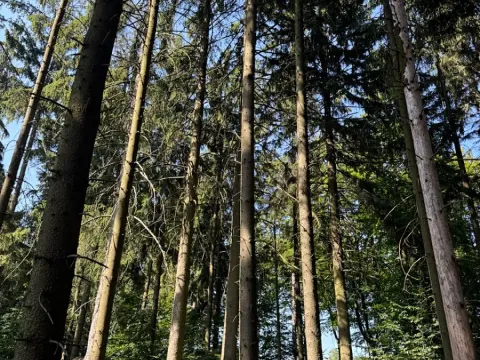 Prodej podílu lesa, Liberk, 5585 m2