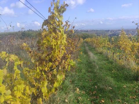 Prodej pozemku, Ořechov, 4846 m2