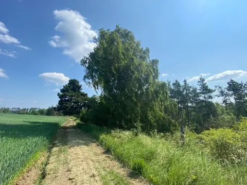 Dražba lesa, Slavičky, 6551 m2