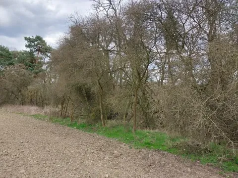 Prodej lesa, Radnice, 2185 m2