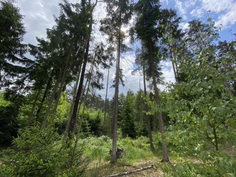 Prodej lesa, Blížejov - Lštění, 4152 m2