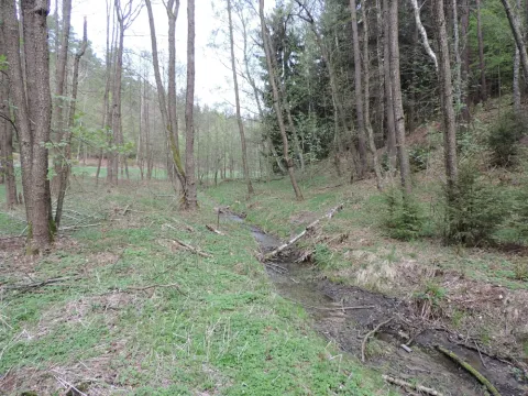 Prodej lesa, Osečná, 3006 m2