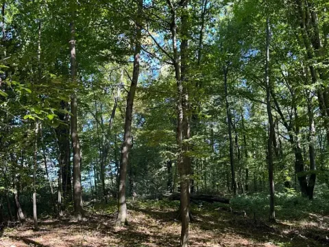 Prodej lesa, Ostrava, 8938 m2