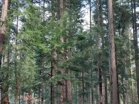 Prodej podílu lesa, Lidečko, 48058 m2