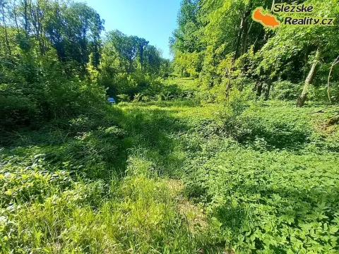 Prodej lesa, Diváky, 6415 m2