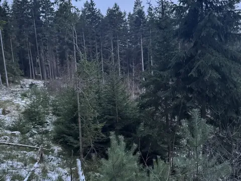 Prodej lesa, Vacov, 14711 m2