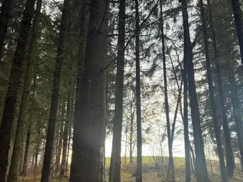 Prodej podílu lesa, Francova Lhota, 1929 m2