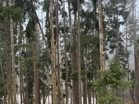 Prodej podílu lesa, Vacov, 23843 m2