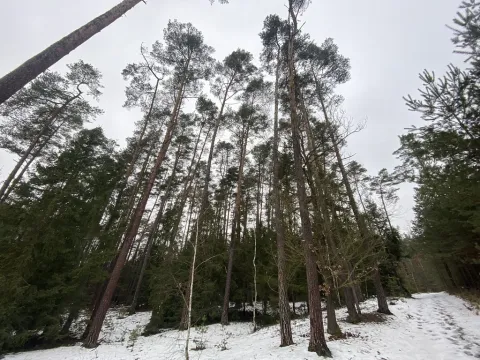 Prodej lesa, Veliny, 16002 m2