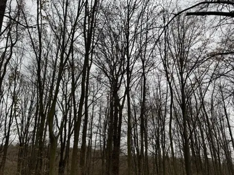 Prodej lesa, Čejkovice, 8895 m2