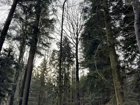 Prodej podílu lesa, Halenkov, 1840 m2