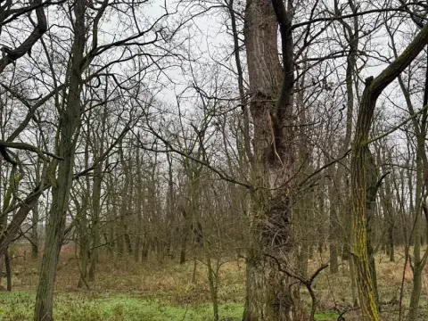 Prodej lesa, Mutěnice, 5100 m2