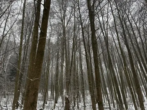 Prodej lesa, Velké Losiny, 7690 m2