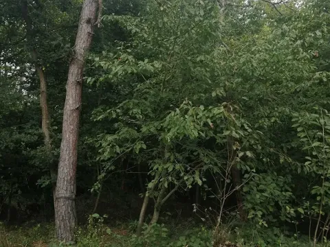 Prodej pozemku pro bydlení, Hradištko, Na Vrcholu, 1486 m2