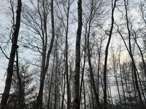 Prodej podílu lesa, Břehy, 1092 m2