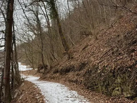Prodej lesa, Zlatá Koruna, 2337 m2