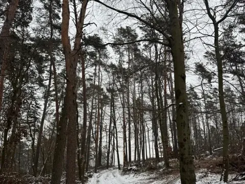 Prodej lesa, Stříbrnice, 2595 m2