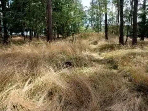 Prodej lesa, Červená Řečice, 308 m2