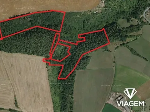 Prodej podílu lesa, Chlum, 8736 m2