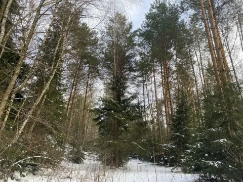 Prodej pozemku, Volfířov - Brandlín, 5958 m2