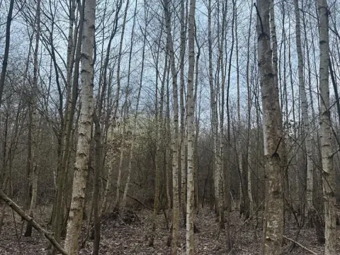Prodej lesa, Stéblová, 16713 m2