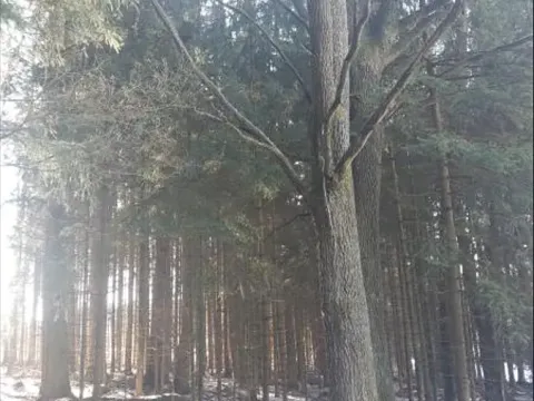 Prodej lesa, Dívčí Kopy, 1088 m2