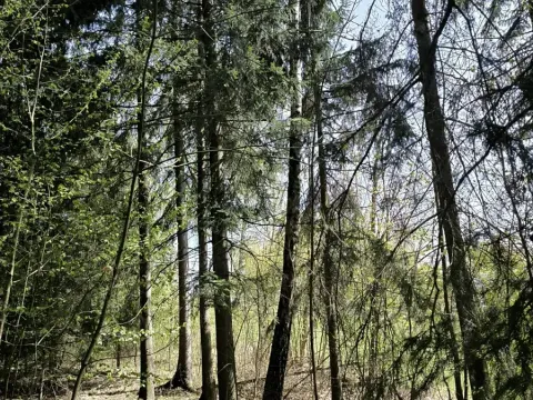 Prodej lesa, Semily, 2671 m2