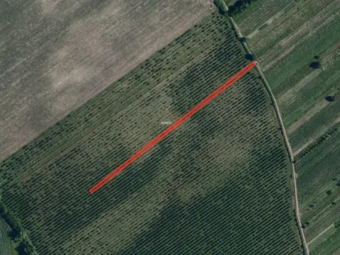 Prodej sadu/vinice, Prušánky, 2179 m2