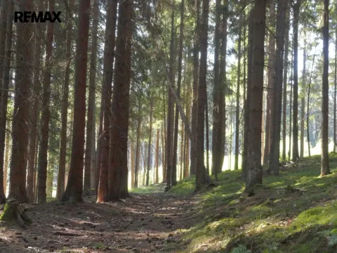 Prodej lesa, Hlavňovice, 56930 m2